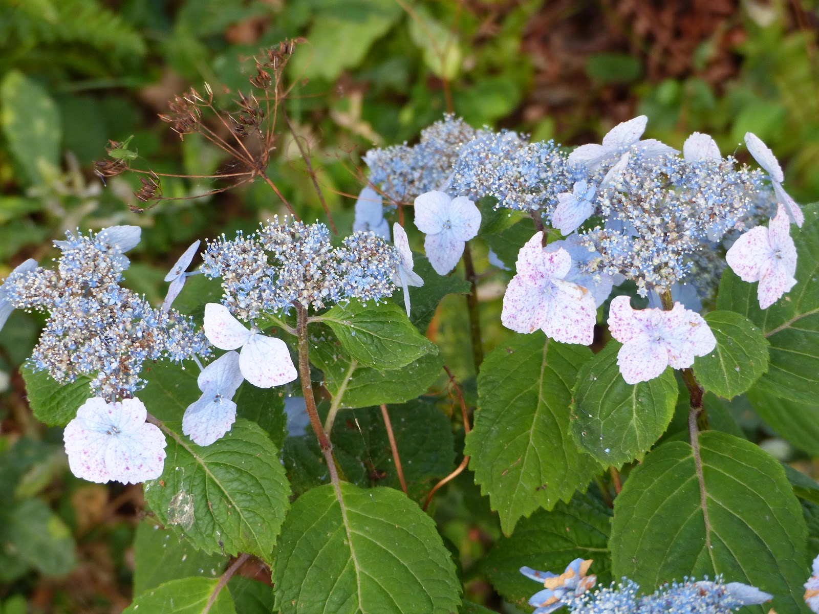 Temps De Jardin Ont Ils Vraiment Soif Ces Hydrangeas