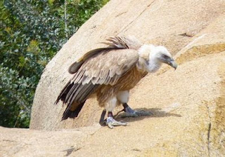 Bioparc Valencia. Bioparc Valencia.
