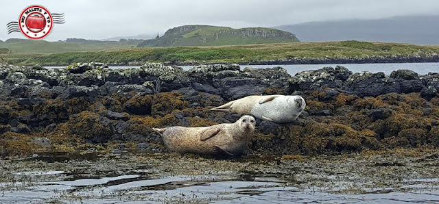 Escocia, Skye Island, focas en el castillo Dunvegan