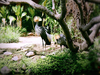 Birds With Long Legs Grey Crowned Crane at Garden Animals Gianyar Bali