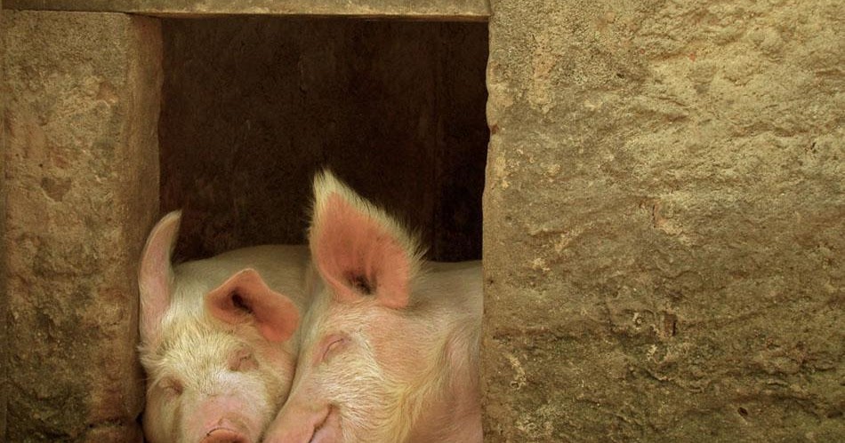 Поросята в свинарнике. Хрюшки в хлеву. Свинья в хлеву. Загоны для свиней в домашних. Сарай для поросят.