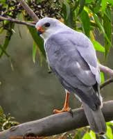 Azor de Nueva Bretaña Accipiter princeps