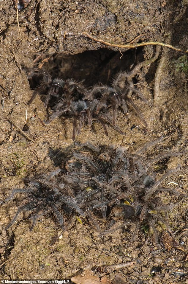These Giant Tarantulas Keep Tiny Frogs As Pets In A Truly Bizarre Relationship