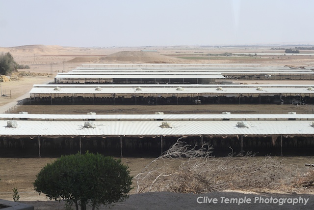 Gone Pishing: Al Monsor Dairy Farm, Saudi Arabia