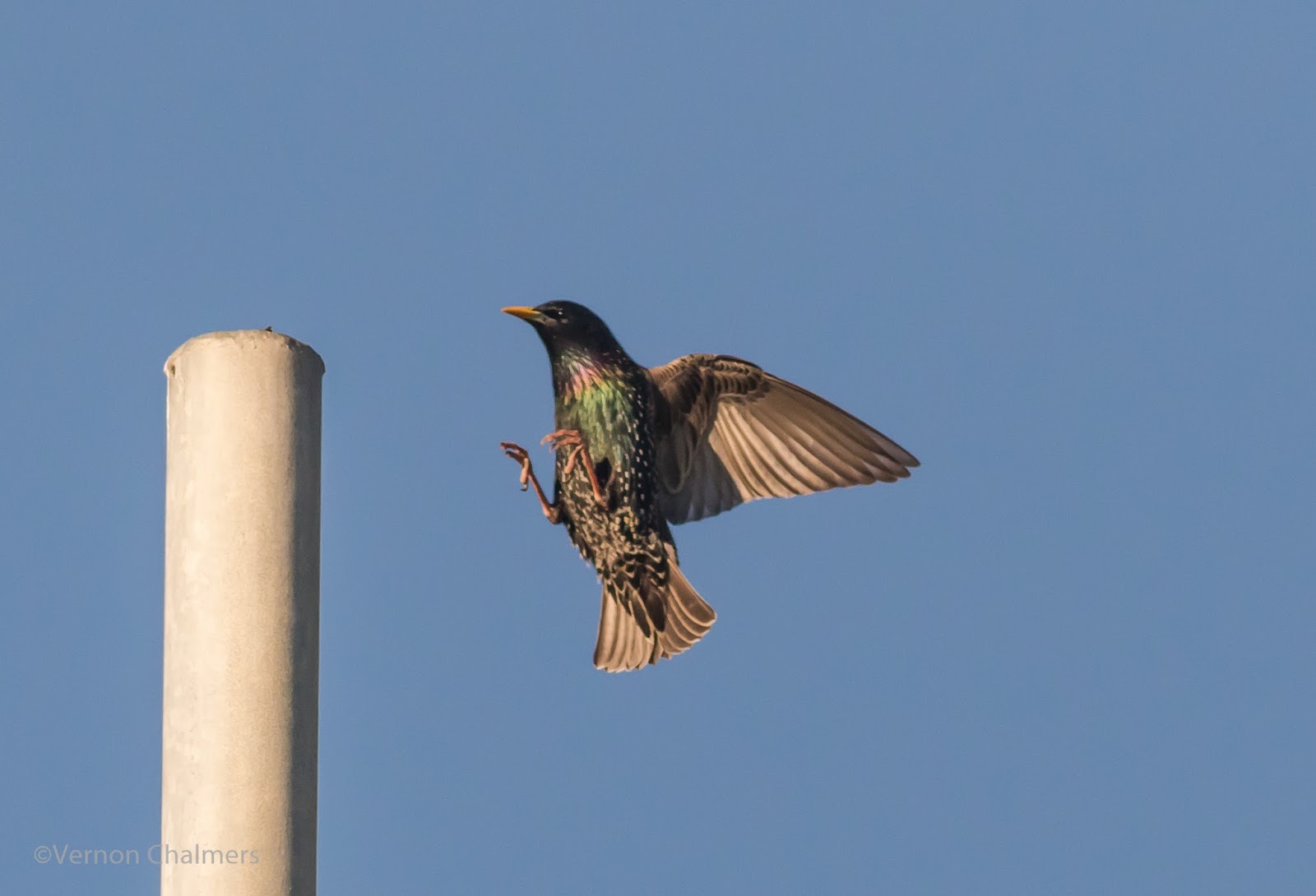 Canon EOS 7D Mark II / 400mm Lens (Zone AF Manual Selection - Starling in  Flight) - Cape Town