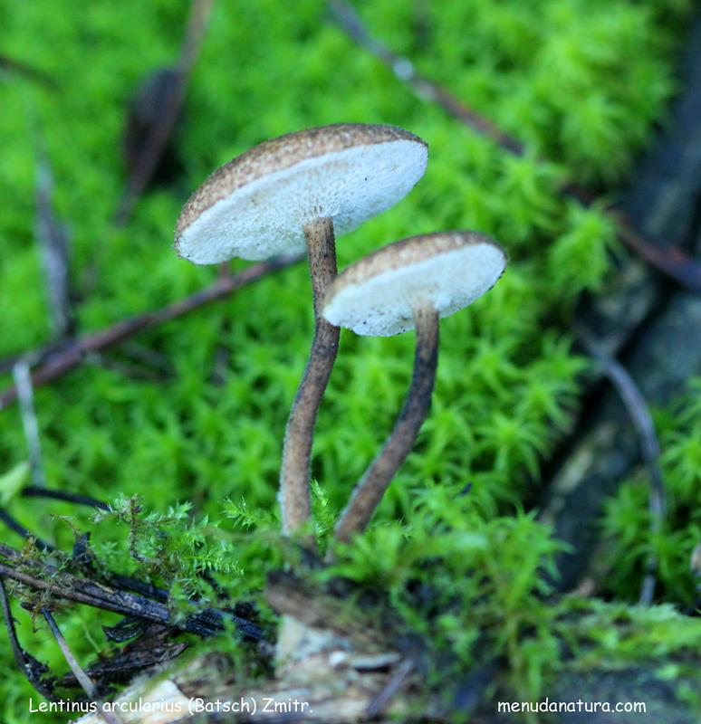 Menuda Natura Lentinus arcularius (Batsch) Zmitr.