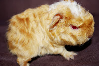 Rezzo Piggyboo Świnka morska rasy merino satin w umaszczeniu saffron-white p.e.