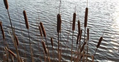 PLANTAS MEDICINALES SIN COSTO 100% EFECTIVAS: CALAMO AROMATICO (Acorus