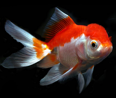 Jenis Ikan Koki Oranda