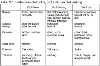 Perbedaan otot