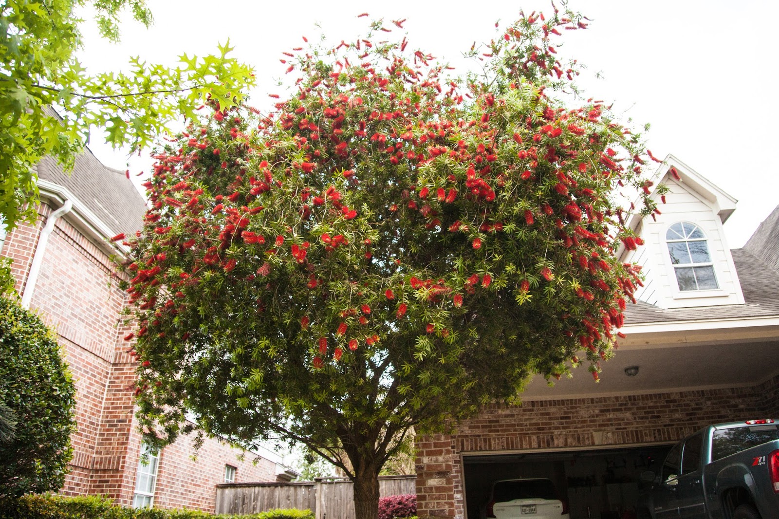 Bottlebrush Tree