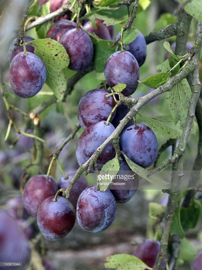 How to Grow Damson Plum, Guide to Growing and Planting Damsons