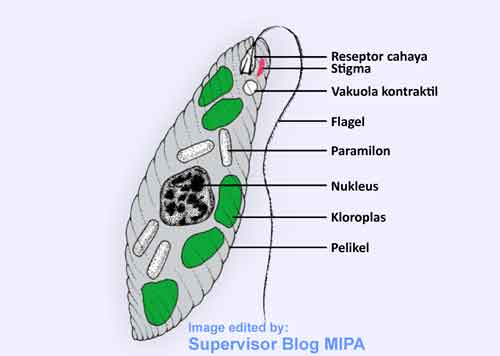 Klasifikasi Protista Mirip Tumbuhan Blog Seputar Protista