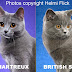 Chartreux versus British Blue