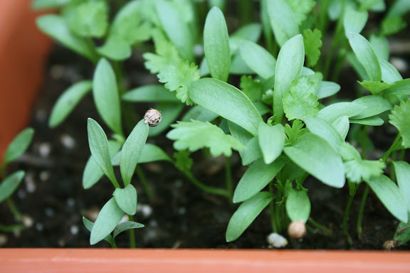 how to plant cilantro