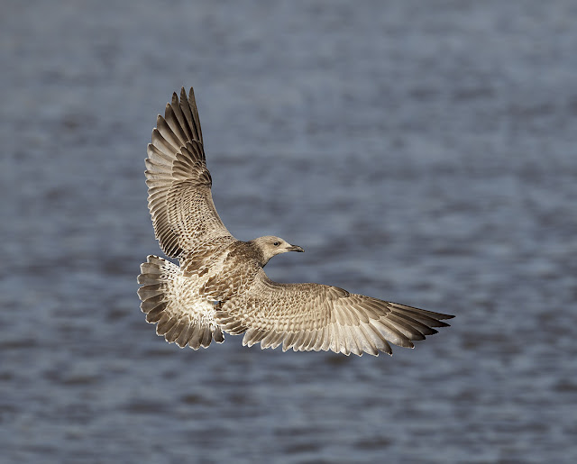 pewit juvenile Herring and Lesser Blackbacked Gulls