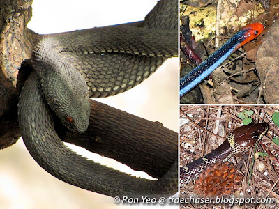 Snakes (suborder Serpentes)