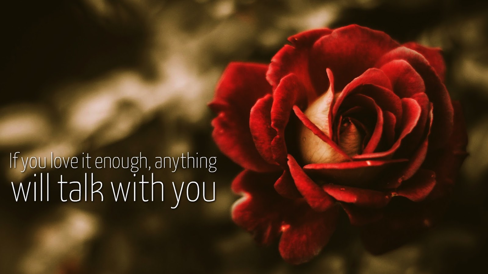 love image lovely rose image with quote