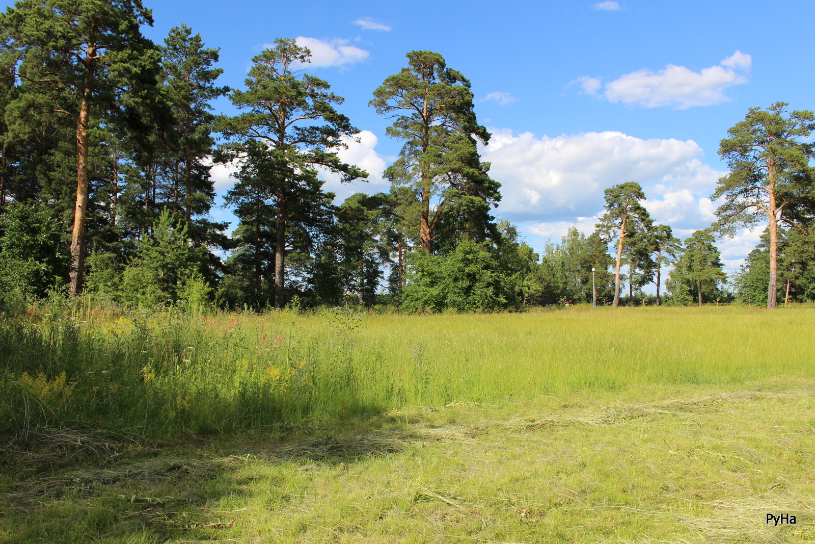 роща 13. алтайский край березы. иркутск березовая роща 13а офис 311. 17-й проезд марьиной рощи, 13с5. роща 13.