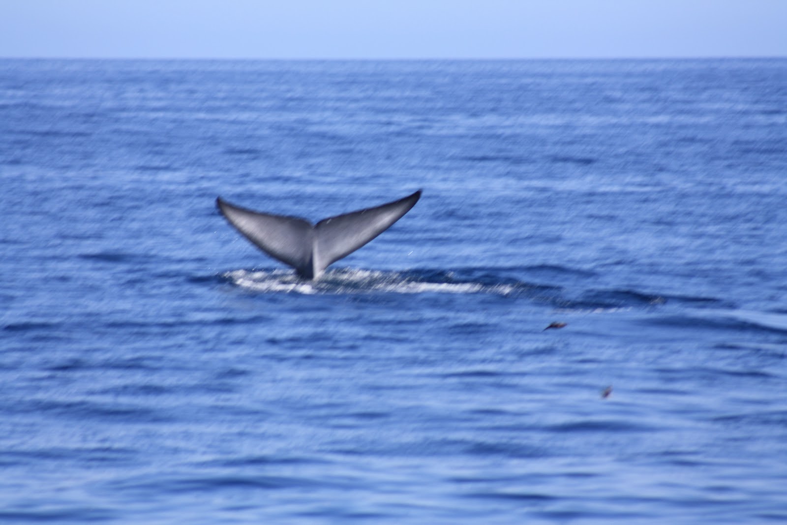 Pitichou's in Los Angeles Les baleines bleues au large de Long Beach