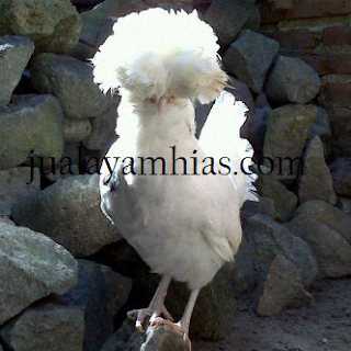 Galeri Foto Ayam Poland Terbaru 9 Galeri Foto Ayam Poland Terbaru Jual Ayam Hias Ayam Poland Usia 4 Bulan