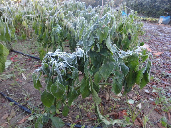 HELADA TEMPRANA (OTOÑO) SOBRE LAS MATAS DE PIMIENTOS