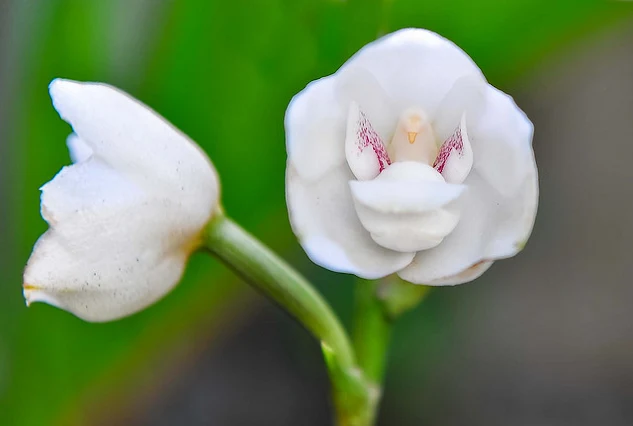 Dove orchid