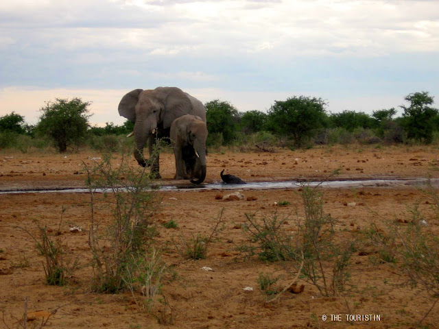 Travel Namibia. Etosha. Baby elephant, waterhole, accident. Elephants