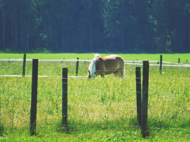 Mitä tapahtuu kun lapset katoaa?