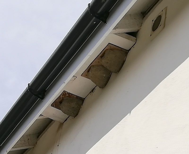 Action for Swifts Simple open eaves design