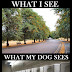 Τι βλέπω εγώ και τι ο σκύλος μου