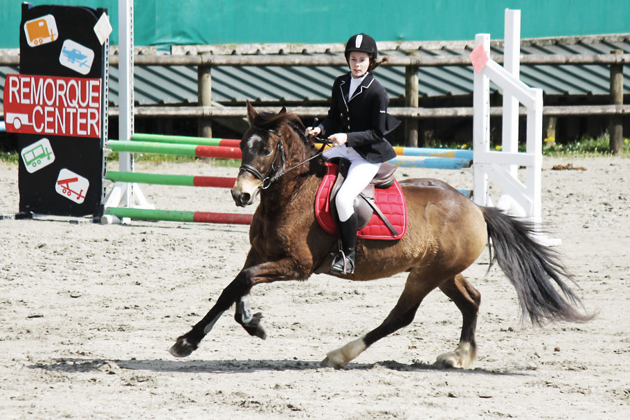 passions photographie équine passions photographie équine