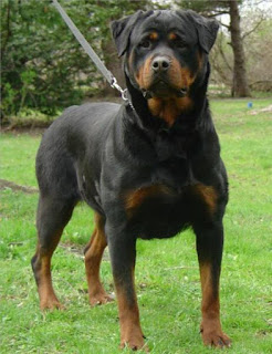 nombres para perros nombres para perros