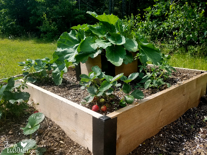 How to Plant a Strawberry Rhubarb Garden Fresh Eggs Daily®