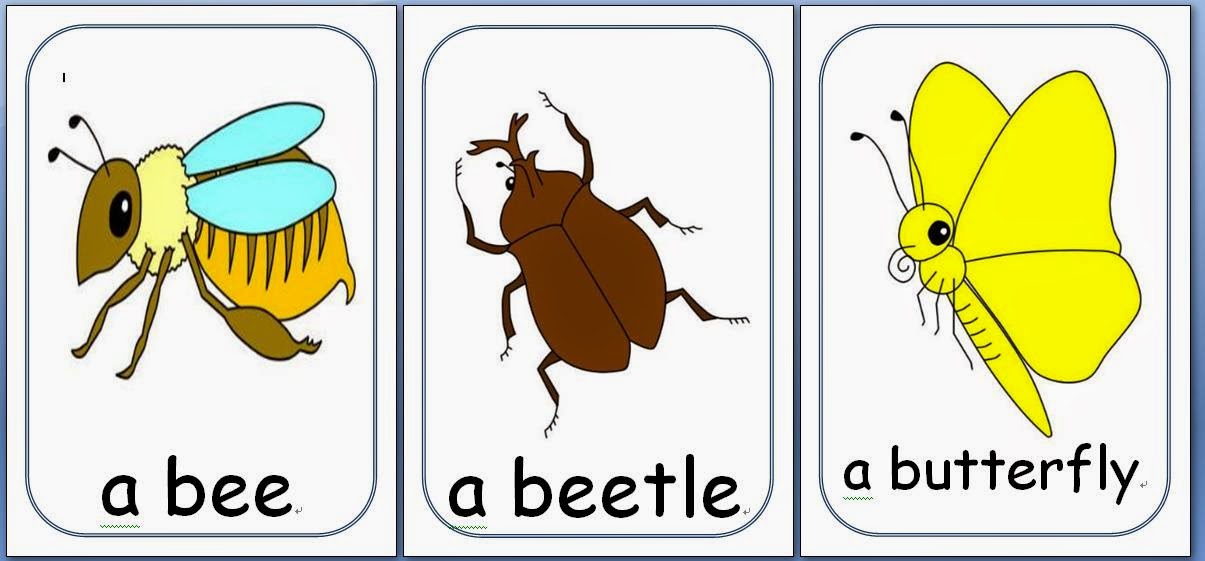 Teacher Perfect ESL Flashcards Insects Vocabulary