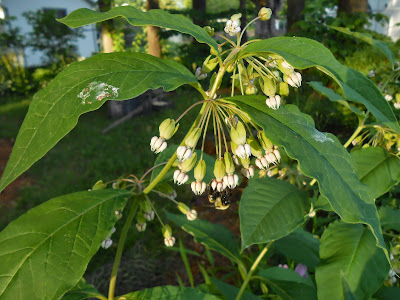 Shade tolerant milkweed aka Asclepias exaltata
