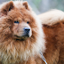 Top 10 Beautiful & Cute Dog Breeds