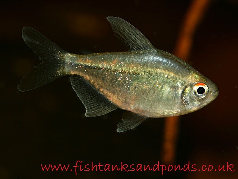 Sekilas Profil Dan Cara Merawat Ikan Hias Diamond Tetra Gambar Sekilas Profil Dan Cara Merawat Ikan Hias Diamond Tetra