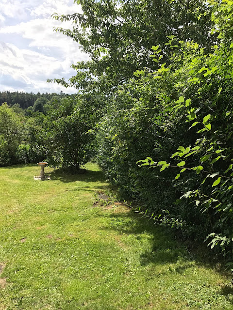 Hecke im Vorgarten (c) by Joachim Wenk Hecke im Vorgarten (c) by Joachim Wenk