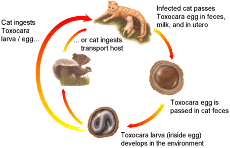 toxocara cati-toxoplasmosis-parasitos-gatos