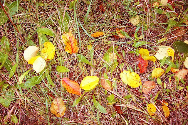 листья, осенние краски