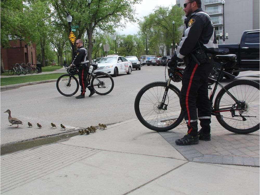 Texas Police Officers Escort Ducklings Back To Their Mom In Adorable Photo