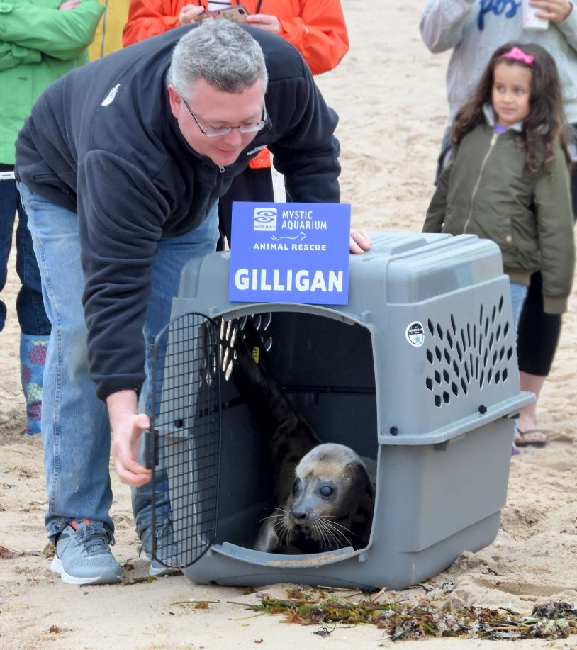 Progressive Charlestown Mystic Aquarium releases seal from Blue