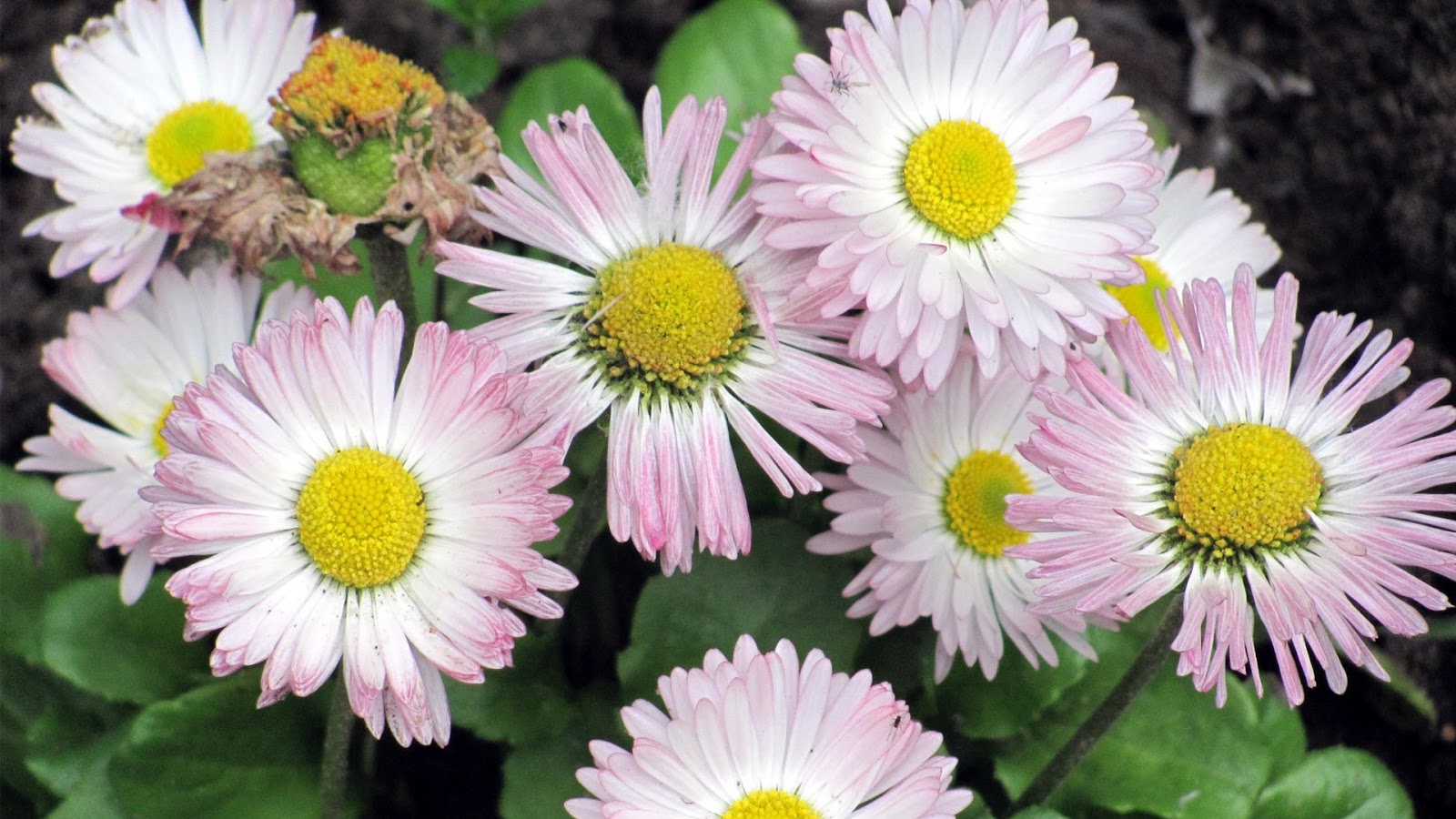Bellis perennis ( Daisy )