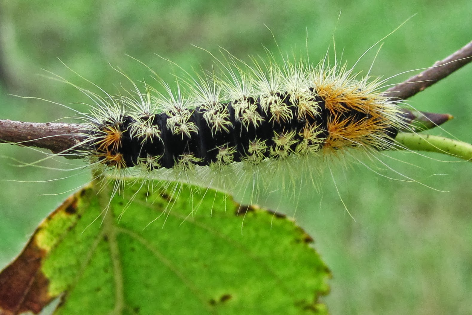 North Branch Nature Center Caterpillars Of NBNC part 4 north-branch-nature-center-caterpillars-of-nbnc-part-4