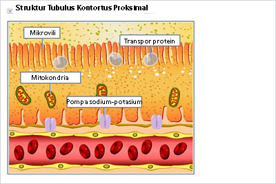 Struktur fungsi tubulus kontortus proksimal Struktur fungsi tubulus kontortus proksimal
