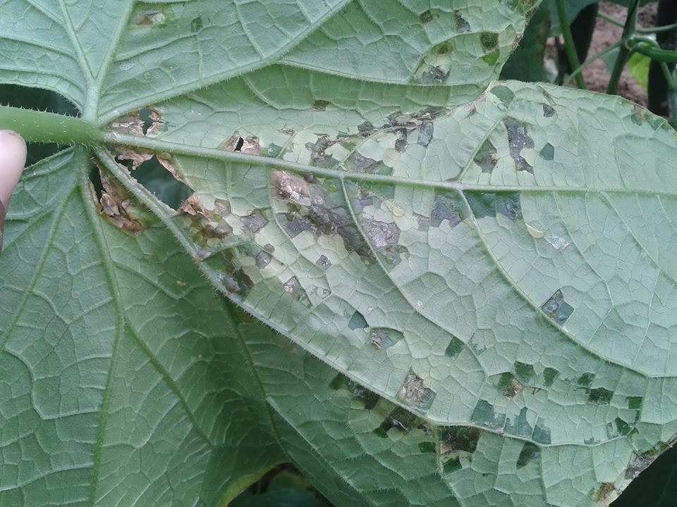 Homo agricola: Pseudomonas syringae pv. lachrimans en Baja California