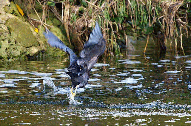 black egret, GIF
