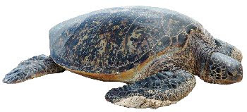 Tartaruga Verde (Chelonia mydas) Tartaruga Verde (Chelonia mydas)