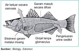 Sistem Ekskresi Pada Hewan | Belajar Sains